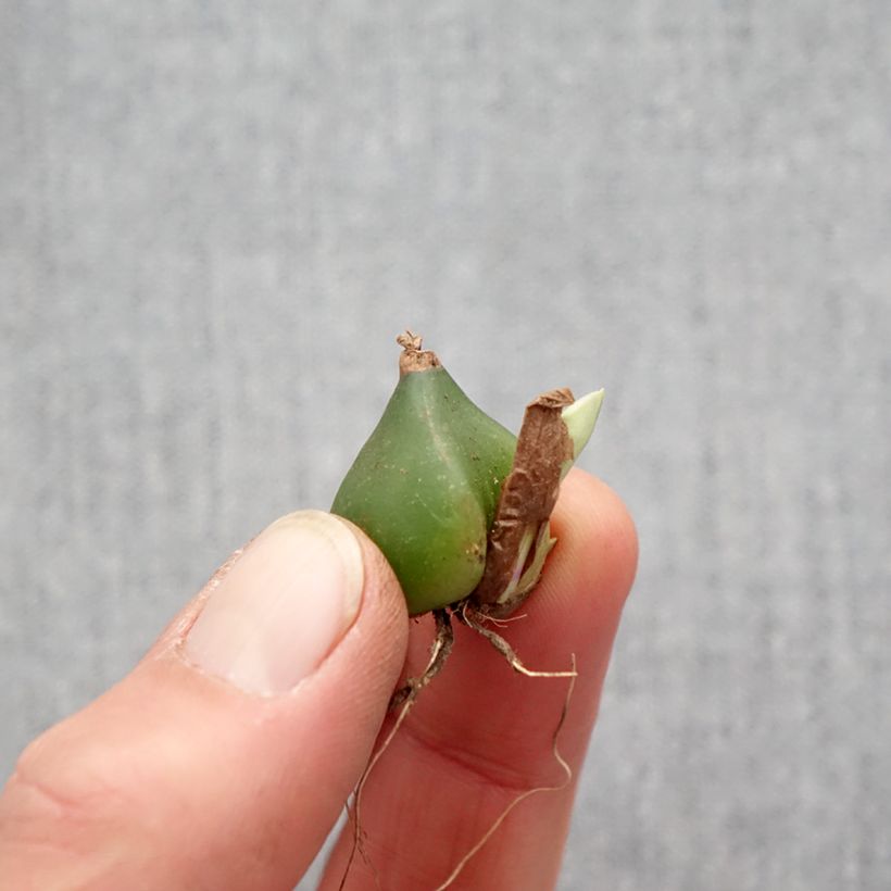 Example of Pleione formosana - Tibetorchidee Zwiebel size I as you get in printemps