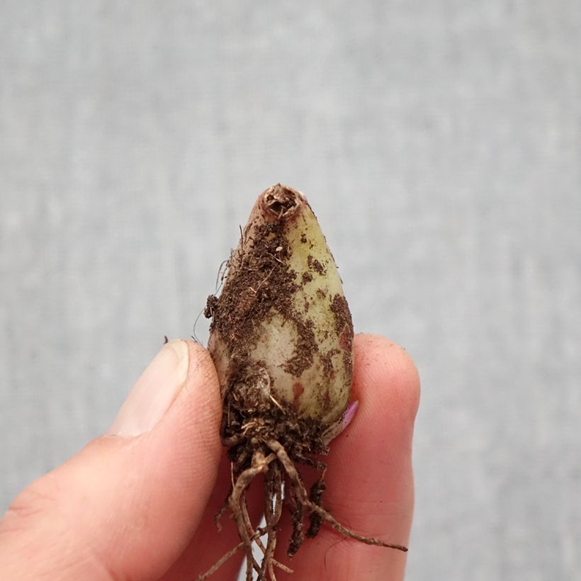 Example of Pleione forrestii - Tibetorchidee Zwiebel size I as you get in printemps