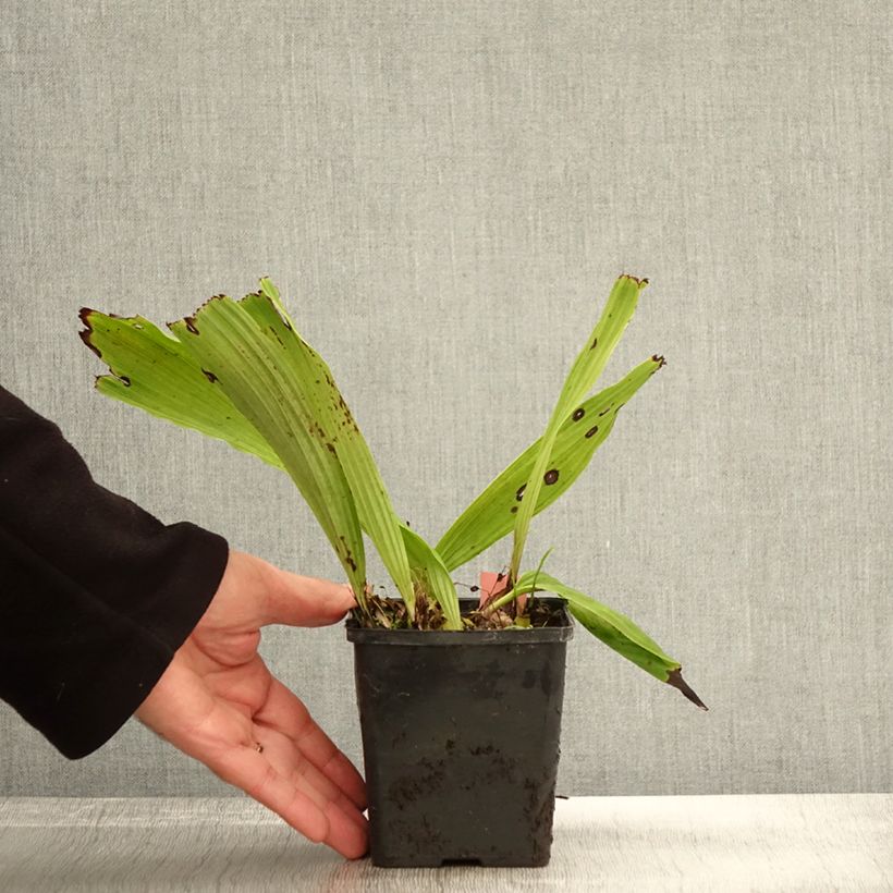 Example of Pleione Glacier Peak - Tibetorchidee Topf mit 1L/1,5L as you get in automne