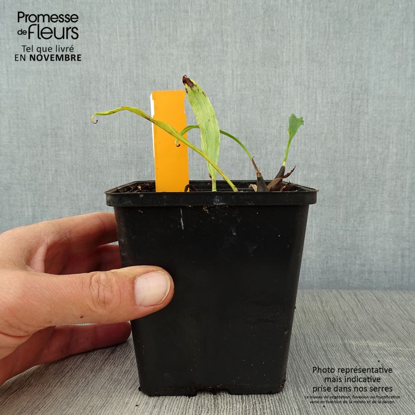 Example of Pleione hybrida Tongariro - Tibetorchidee Topf mit 1L/1,5L as you get in automne