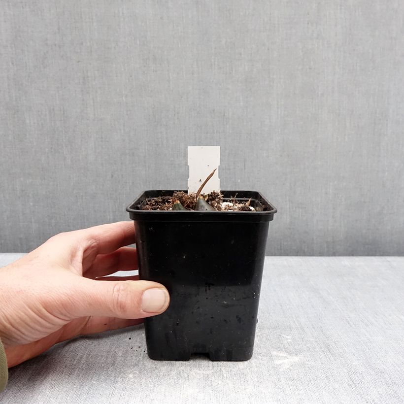 Exemplar von Pleione Tongariro - Tibetorchidee Topf 10 cm/11cm Kaliber/Größe I wie im Winter geliefert