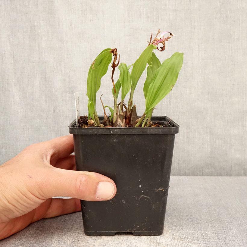 Exemplar von Pleione Tongariro - Tibetorchidee Topf 10 cm/11cm Kaliber/Größe I wie im Frühjahr geliefert