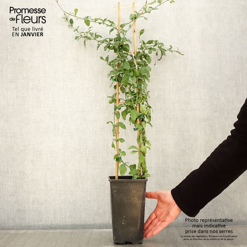 Exemplar von Plumbago auriculata Dark Blue - Kap-Bleiwurz Topf mit 2L/3L wie im Winter geliefert