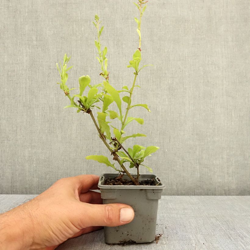 Exemplar von Plumbago auriculata Dark Blue - Kap-Bleiwurz Kleine Töpfe von 8/9 cm wie im Sommer geliefert