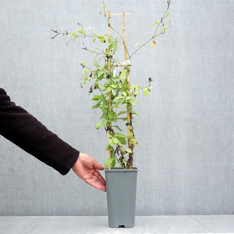 Exemplar von Plumbago auriculata - Kap-Bleiwurz Topf mit 2L/3L wie im Herbst geliefert