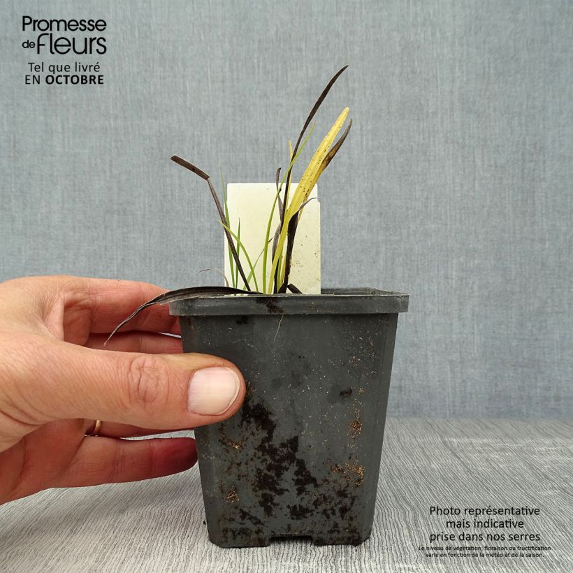 Example of Ährige Prachtscharte Alba - Liatris spicata Kleine Töpfe von 8/9 cm as you get in automne