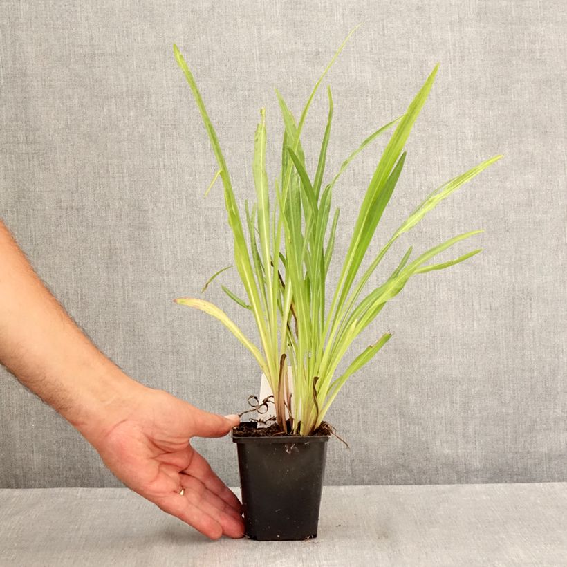 Exemplar von Ährige Prachtscharte Floristan Violett - Liatris spicata Kleine Töpfe von 8/9 cm wie im Sommer geliefert