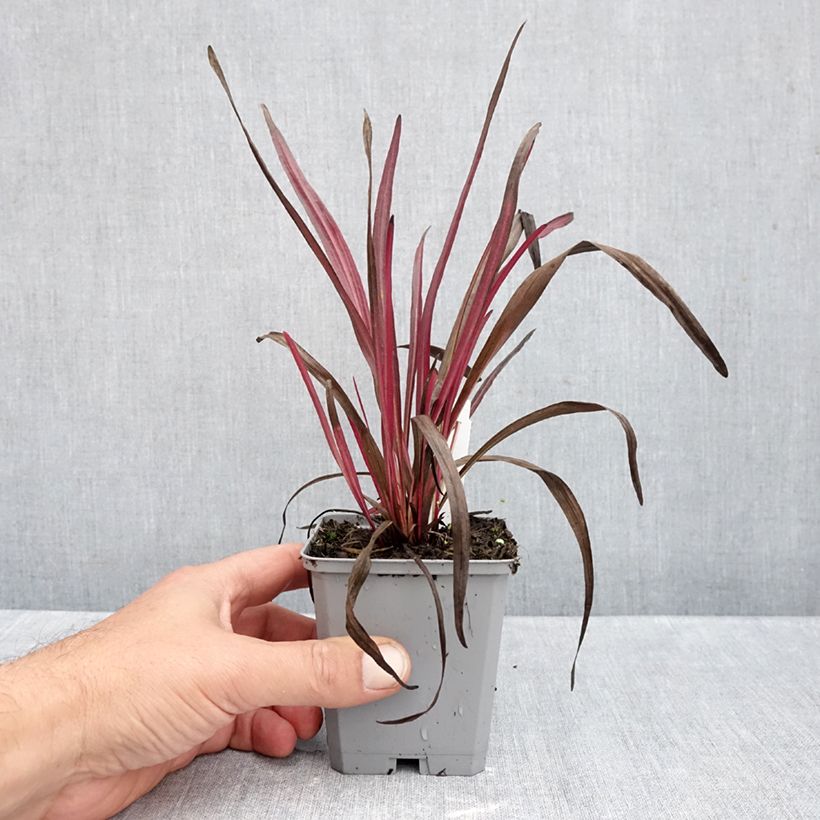 Exemplar von Ährige Prachtscharte Kobold - Liatris spicata Kleine Töpfe von 8/9 cm wie im Herbst geliefert