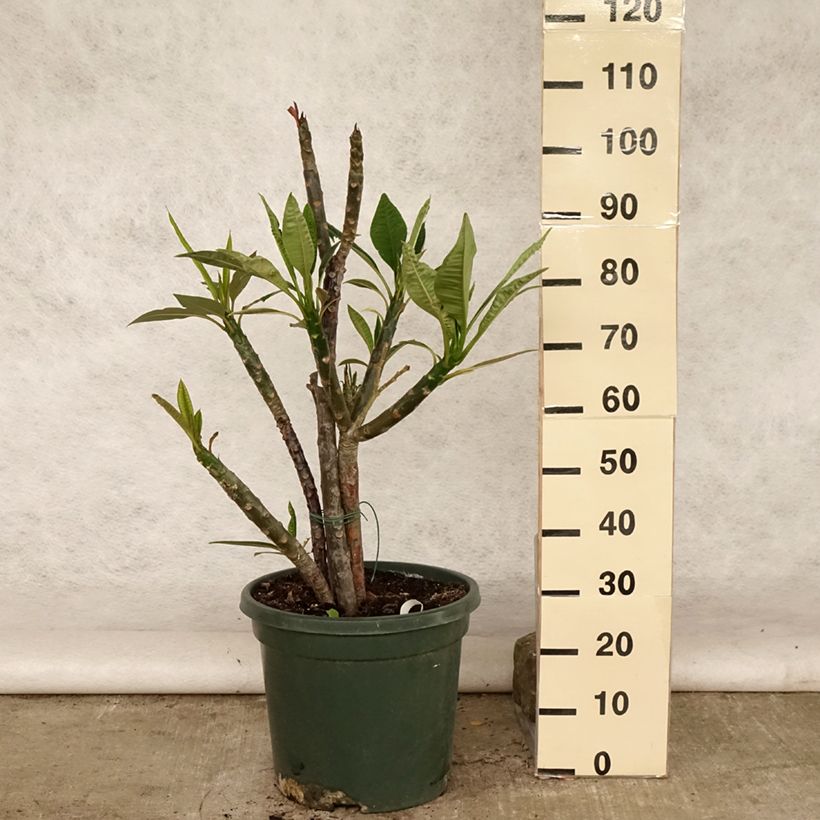 Example of Plumeria rubra - Frangipani Topf mit 6L/7L as you get in ete