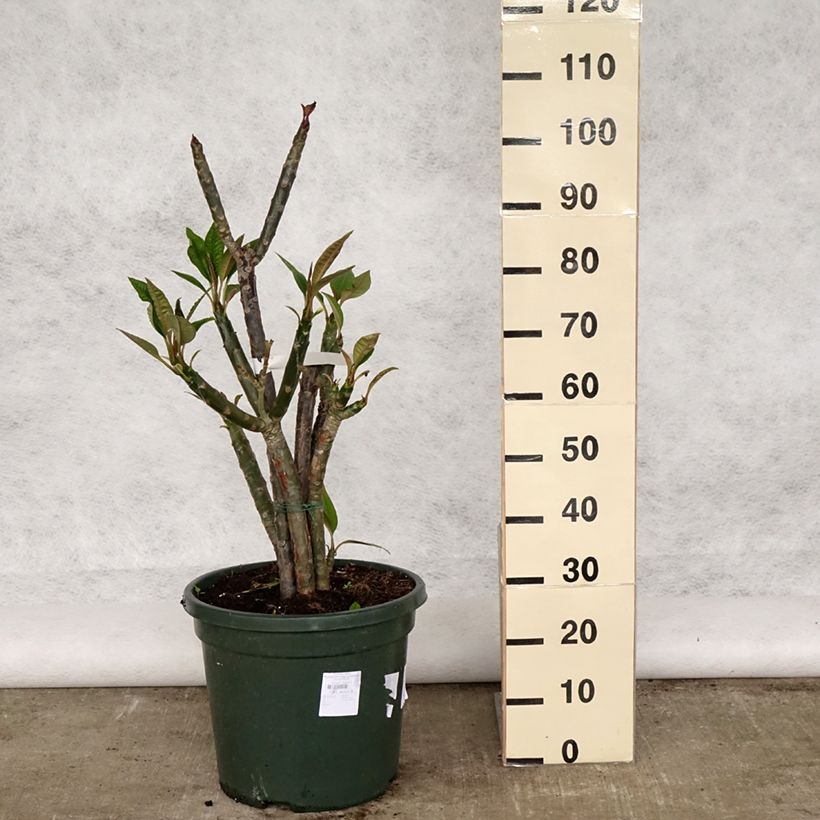 Exemplar von Plumeria rubra - Frangipani Topf mit 6L/7L wie im Frühjahr geliefert