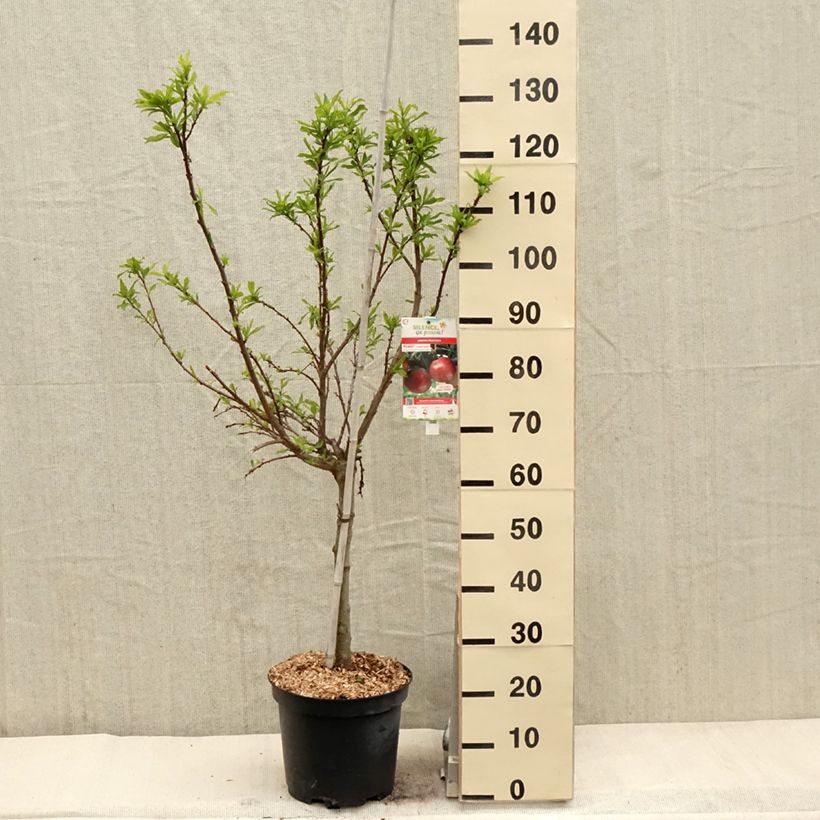 Exemplar von Pluot Flavor Candy - Prunus Topf mit 7,5L/10L, Gobelet-Form wie im Frühjahr geliefert