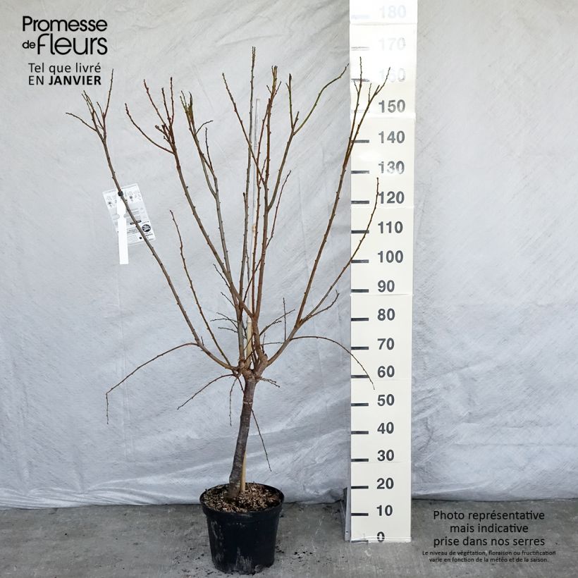 Exemplar von Pluot Flavor Supreme - Prunus Topf mit 7,5L/10L, Gobelet-Form wie im Winter geliefert