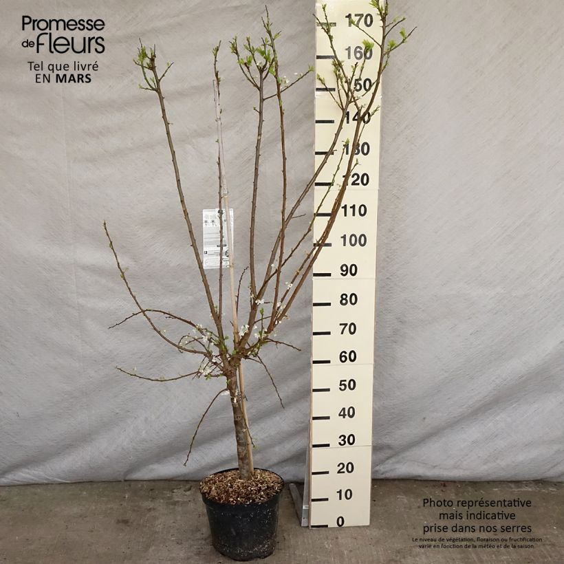 Exemplar von Pluot Flavor Supreme - Prunus Topf mit 7,5L/10L, Gobelet-Form wie im Frühjahr geliefert