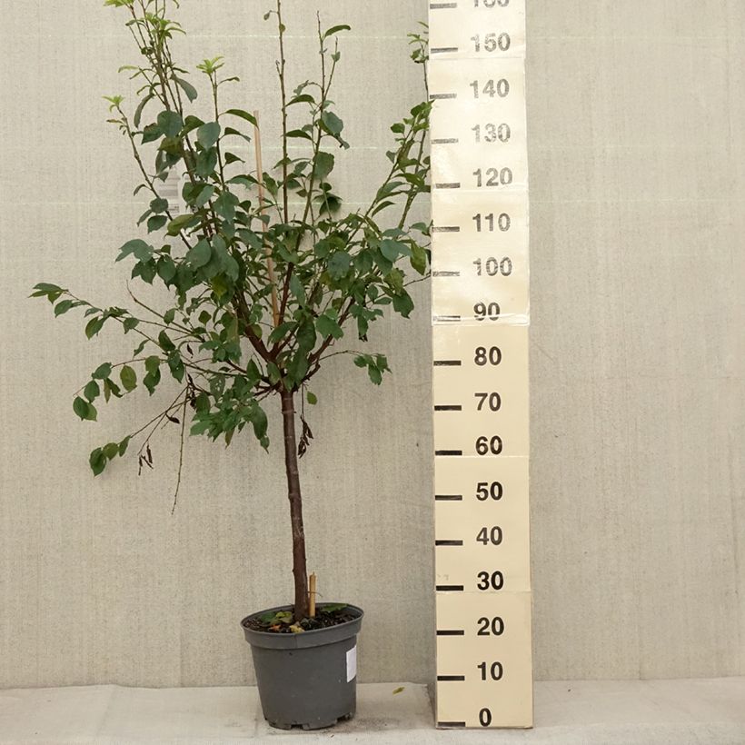 Example of Pluot Pink Candy - Prunus Topf mit 7,5L/10L, Gobelet-Form as you get in automne