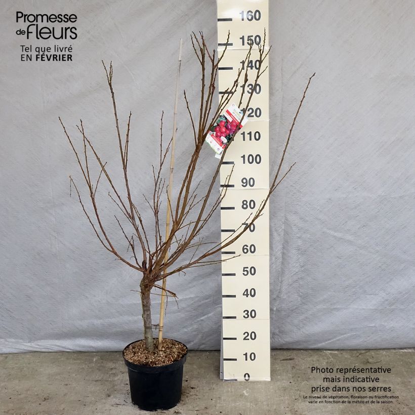 Exemplar von Pluot Pink Candy - Prunus Topf mit 7,5L/10L, Gobelet-Form wie im Winter geliefert