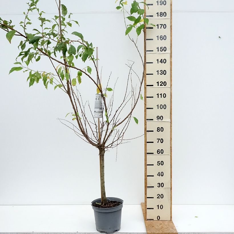 Example of Pluot Purple Candy - Prunus Topf mit 7,5L/10L, Gobelet-Form as you get in ete