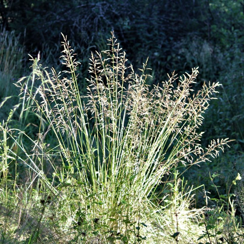 Poa chaixii - Chaix-Rispengras (Flowering)