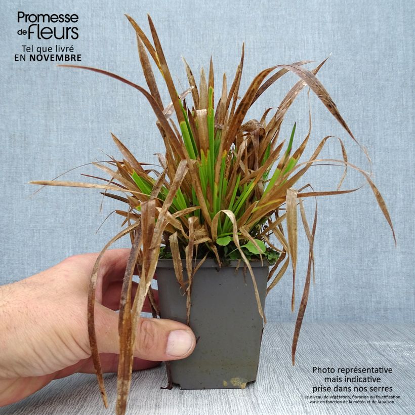 Example of Poa chaixii - Chaix-Rispengras Kleine Töpfe von 8/9 cm as you get in automne