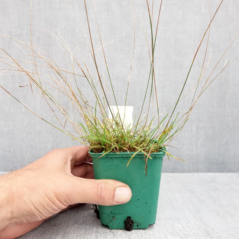Exemplar von Poa glauca Blue Hills Kleine Töpfe von 8/9 cm wie im Herbst geliefert
