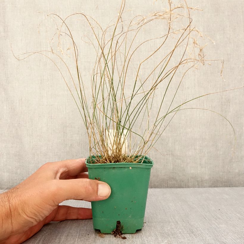 Example of Poa glauca Blue Hills Kleine Töpfe von 8/9 cm as you get in ete