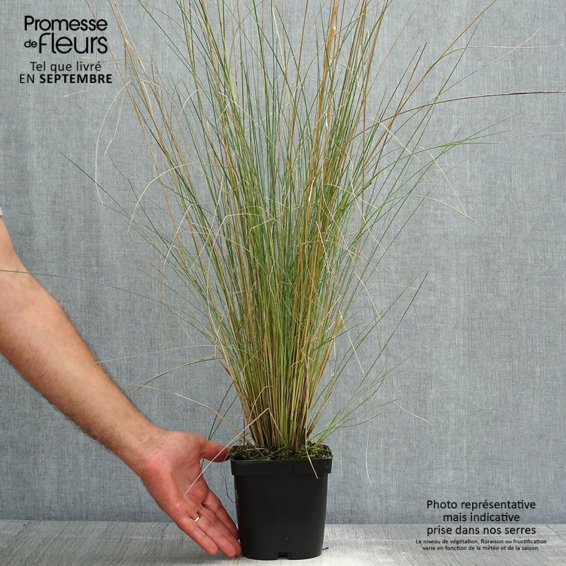 Example of Poa labillardieri - Labillardieres Rispengras Topf mit 2L/3L as you get in ete