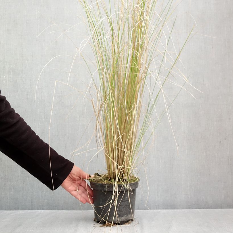 Exemplar von Poa labillardieri - Labillardieres Rispengras Topf mit 2L/3L wie im Herbst geliefert