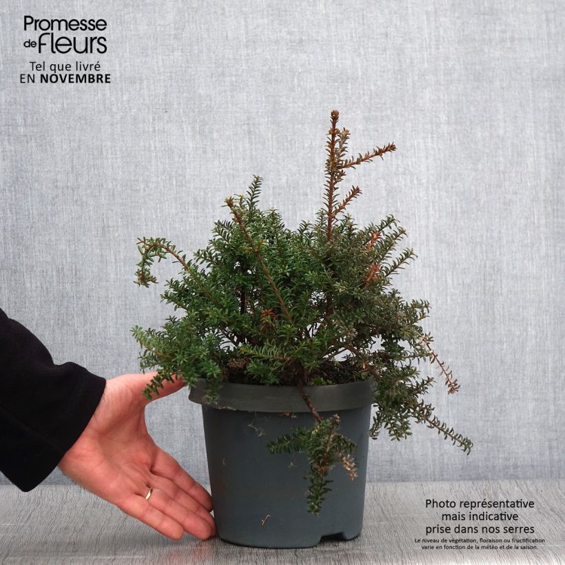 Example of Podocarpus lawrencei Red Tip - Steineibe Topf mit 2L/3L as you get in automne
