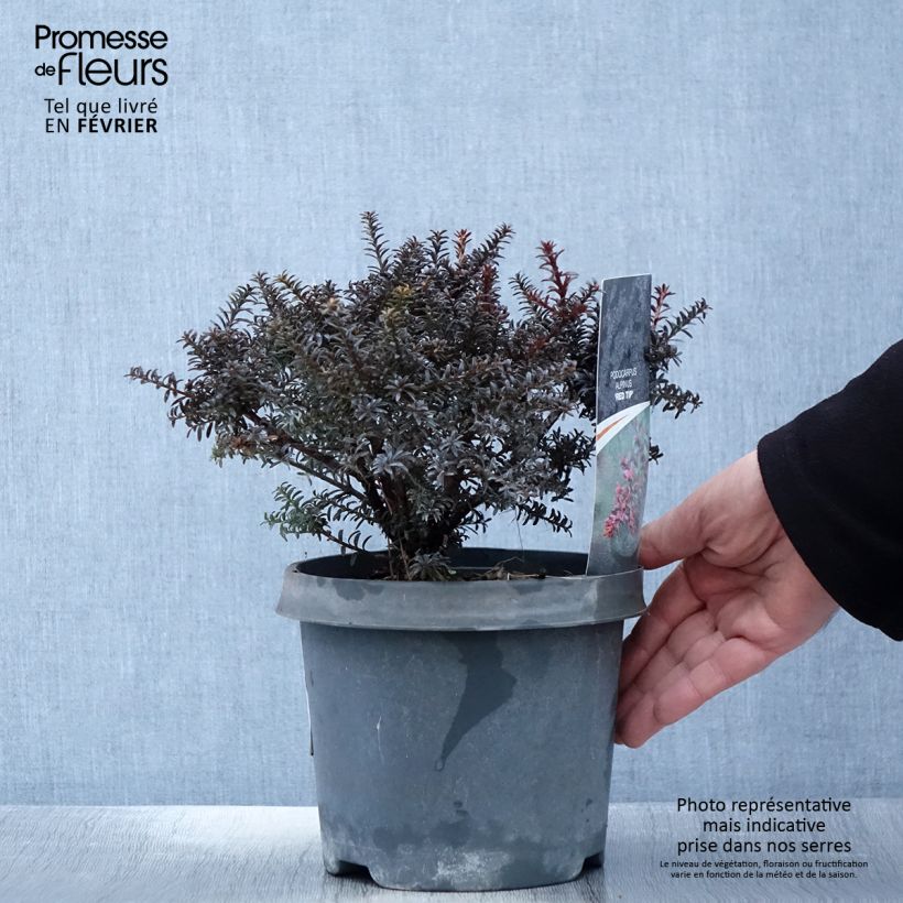 Exemplar von Podocarpus lawrencei Red Tip - Steineibe Topf mit 2L/3L wie im Winter geliefert