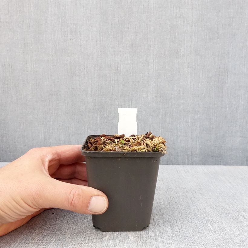 Exemplar von Podophyllum delavayi - Delavays Maiapfel Kleine Töpfe von 8/9 cm wie im Frühjahr geliefert