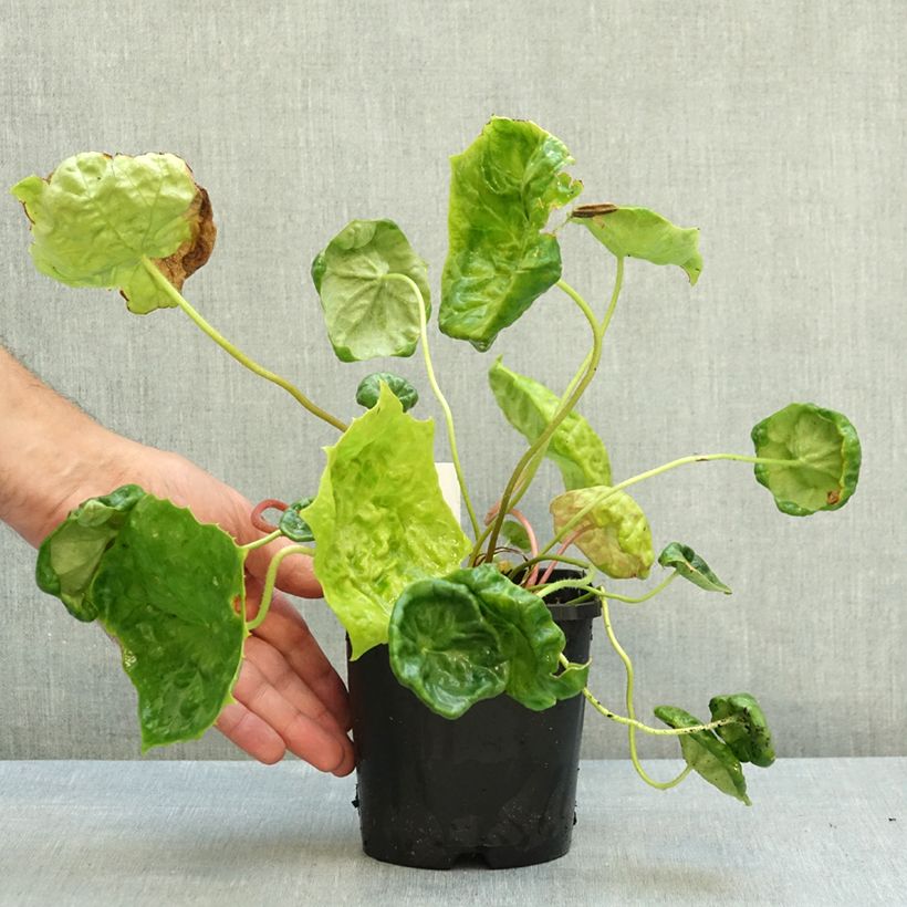 Exemplar von Podophyllum Spotty Dotty - Maiapfel Topf mit 1L/1,5L wie im Herbst geliefert