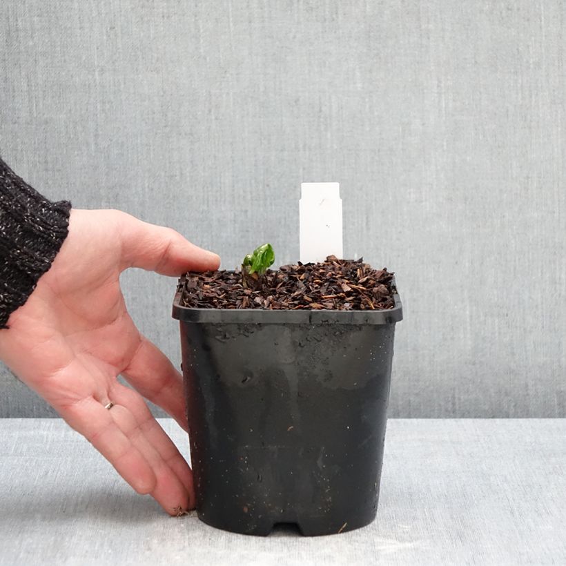 Exemplar von Podophyllum Spotty Dotty - Maiapfel Topf mit 1L/1,5L wie im Winter geliefert