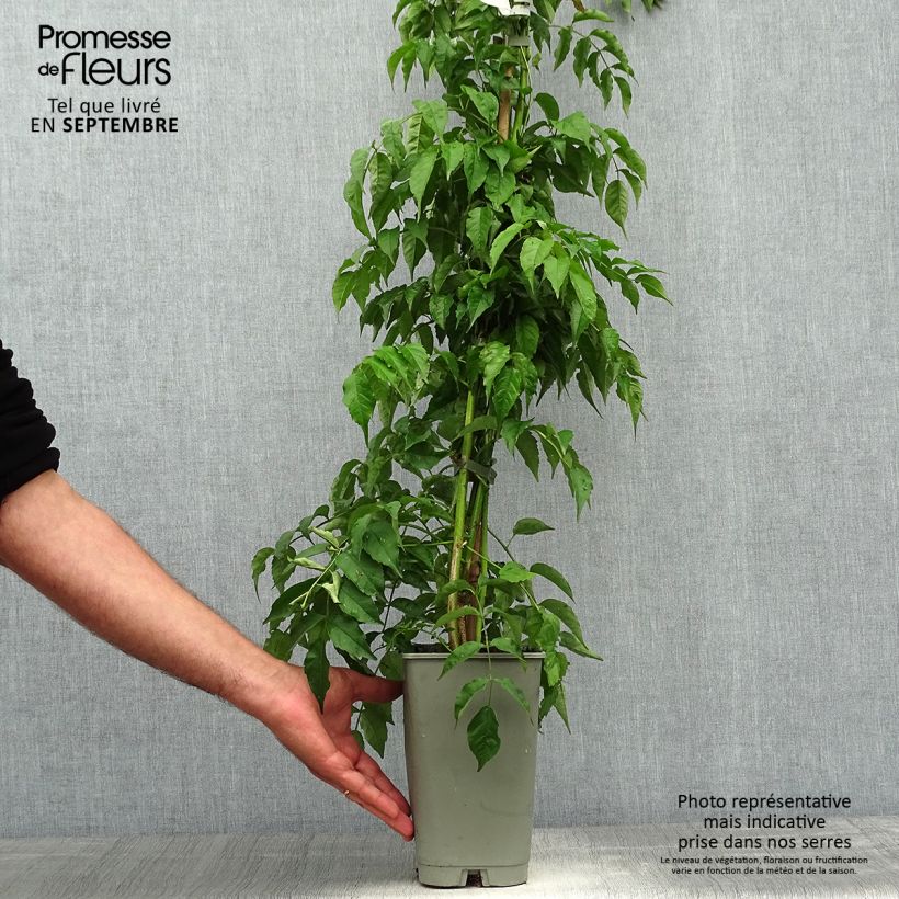 Example of Podranea ricasoliana - Trompetenwein Topf mit 2L/3L as you get in automne