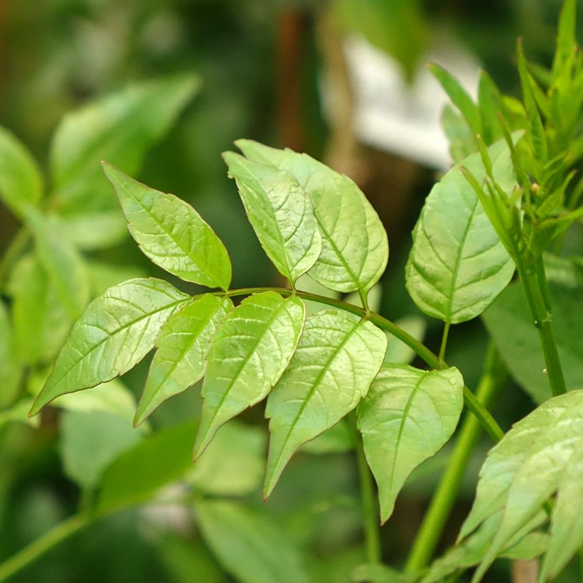 Podranea ricasoliana - Trompetenwein (Foliage)