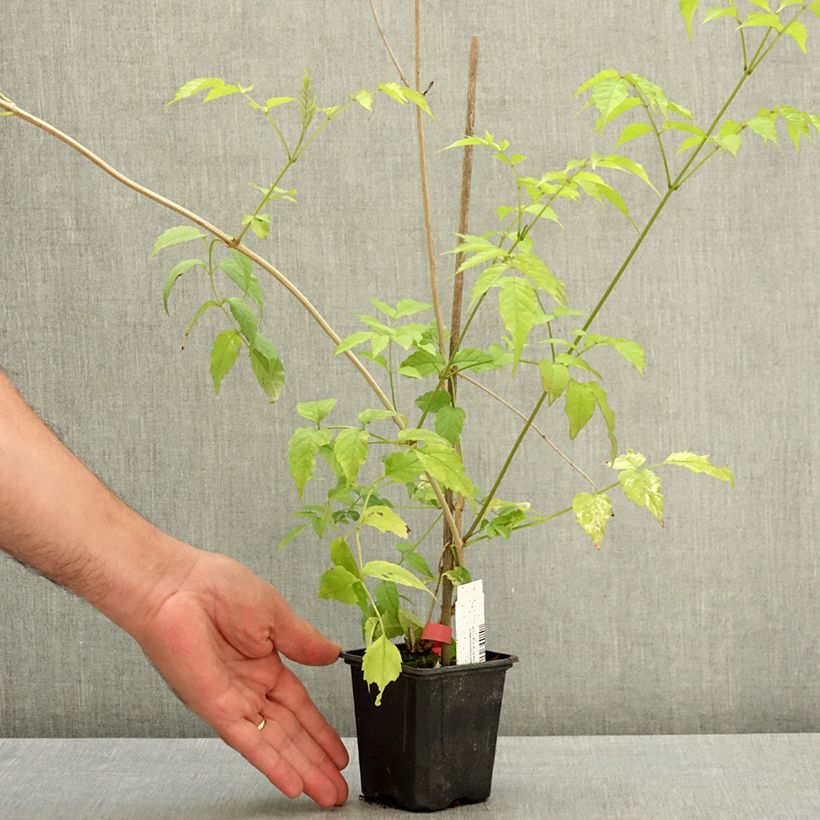 Exemplar von Podranea ricasoliana Comtesse Sarah - Trompetenwein Topf 12 cm / 13 cm wie im Sommer geliefert