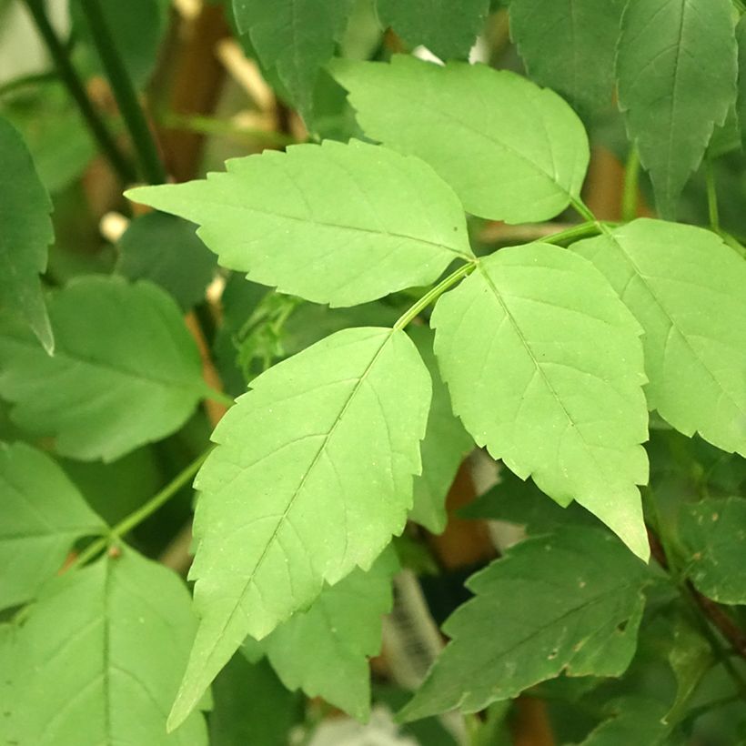 Podranea ricasoliana Comtesse Sarah - Trompetenwein (Foliage)