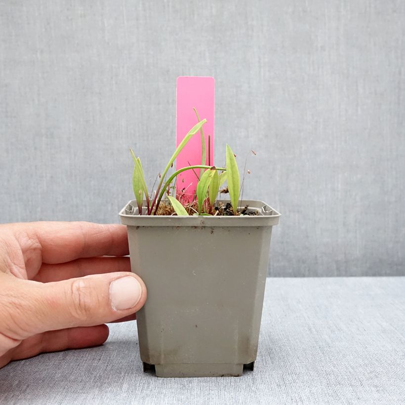 Example of Pogonia ophioglossoides - Moorpogonie Kleine Töpfe von 8/9 cm as you get in ete