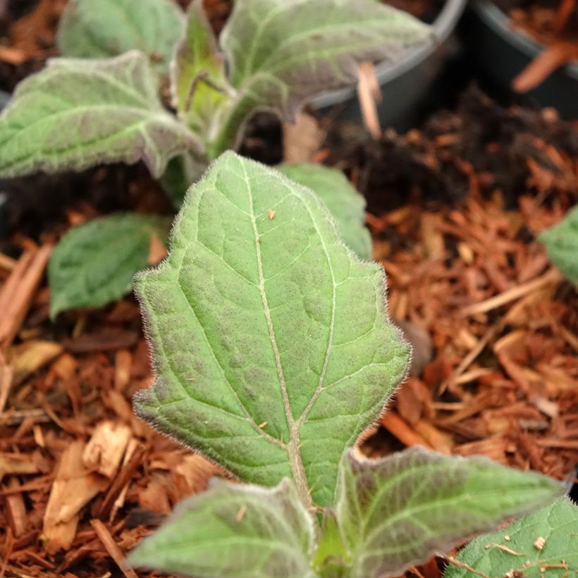 Yacón Morado - Smallanthus sonchifolius (Foliage)