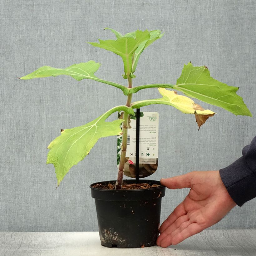 Example of Smallanthus sonchifolius - Yacón  Topf mit 1,5L/2L as you get in ete