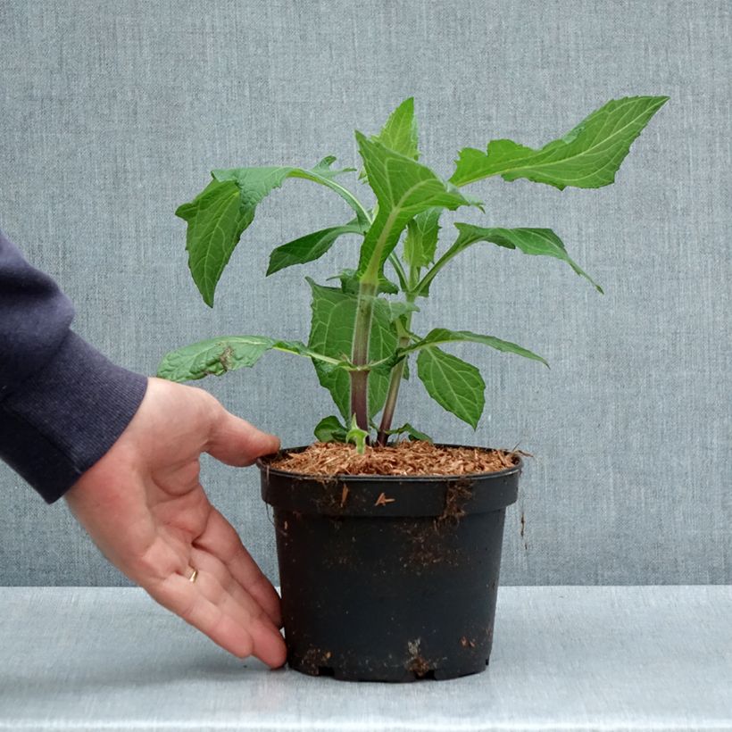 Exemplar von Smallanthus sonchifolius - Yacón  Topf mit 1,5L/2L wie im Frühjahr geliefert