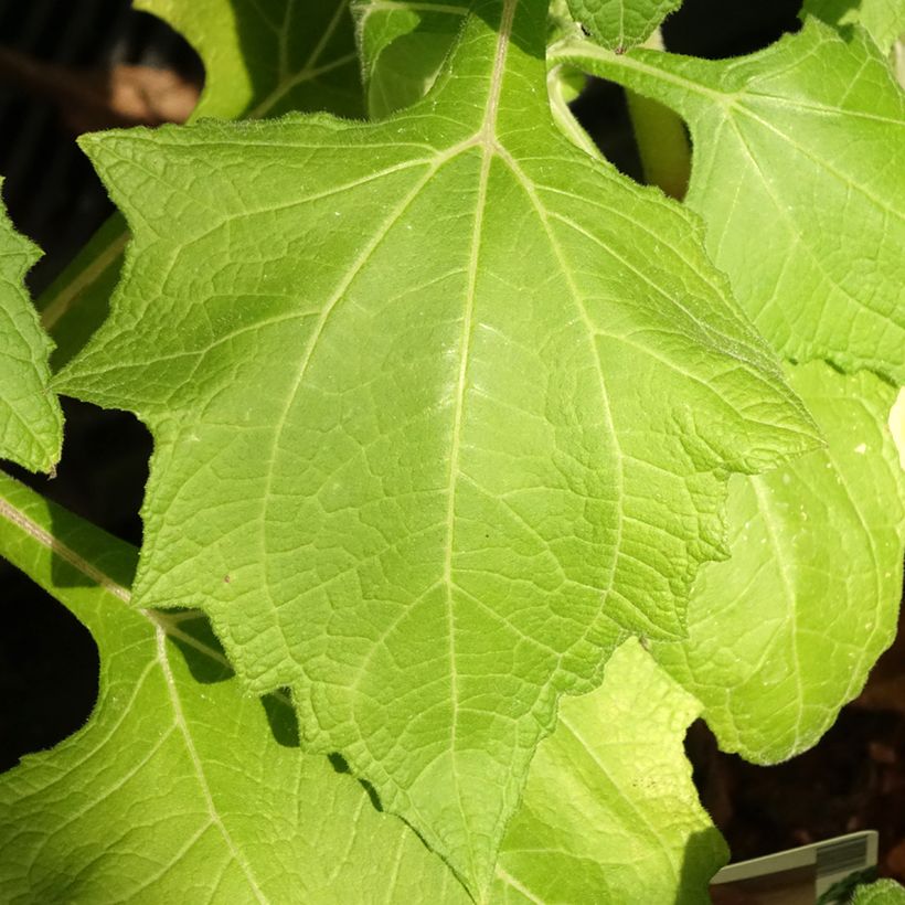 Smallanthus sonchifolius - Yacón  (Foliage)