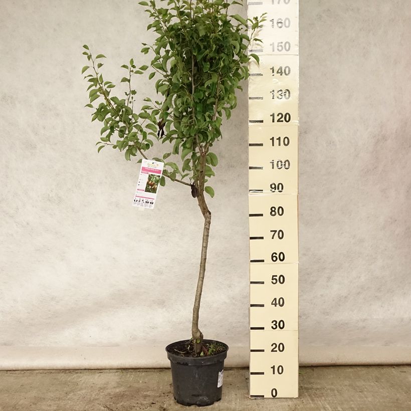 Example of Birnbaum Angelys - Pyrus communis Topf mit 7,5L/10L, Gobelet-Form as you get in ete