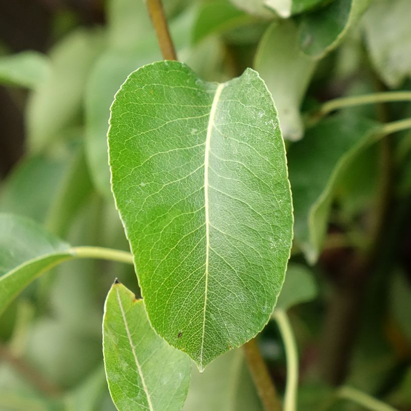 Birnbaum Angelys - Pyrus communis (Foliage)