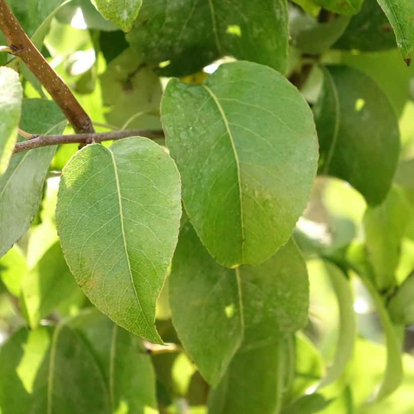 Birnbaum Beurré Giffard - Pyrus communis (Foliage)