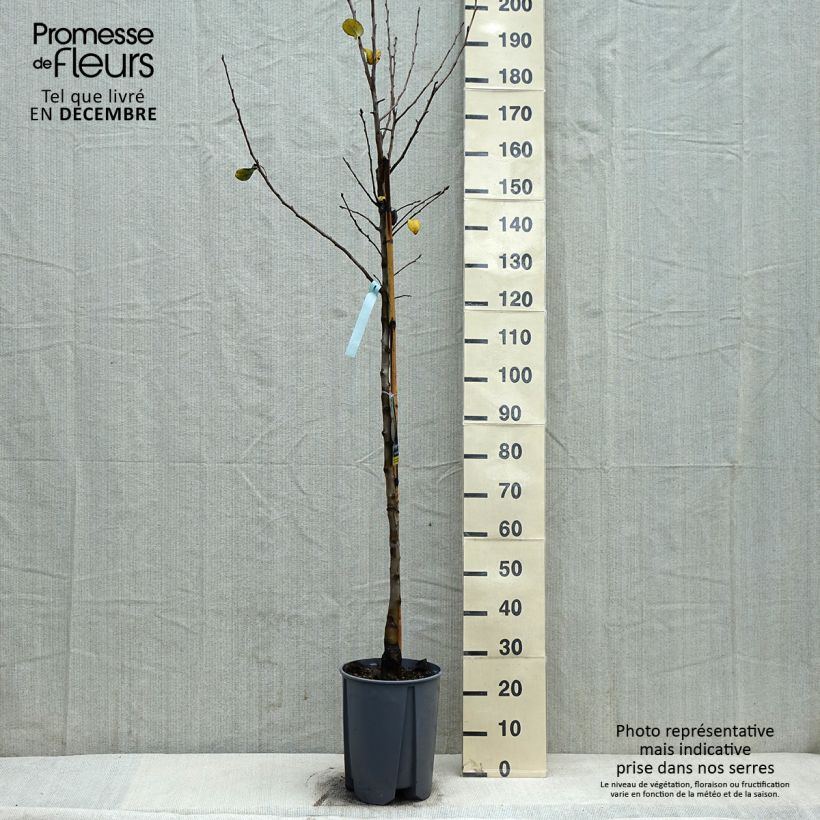 Exemplar von Birnbaum Beurre Hardy - Pyrus communis Topf mit 7,5L/10L, Halbstamm wie im Winter geliefert