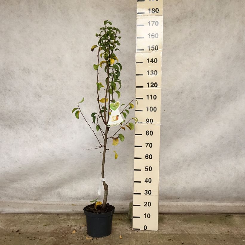 Example of Birnbaum Beurre Hardy - Pyrus communis Topf mit 7,5L/10L, Gobelet-Form as you get in automne