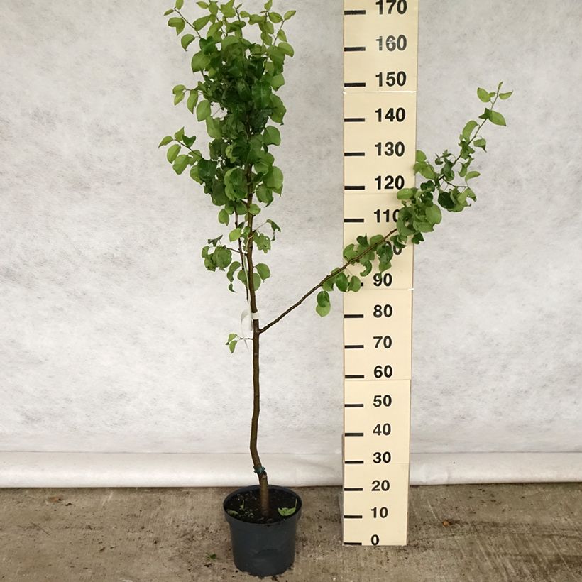 Exemplar von Birnbaum Beurre Hardy - Pyrus communis Topf mit 7,5L/10L, Gobelet-Form wie im Frühjahr geliefert