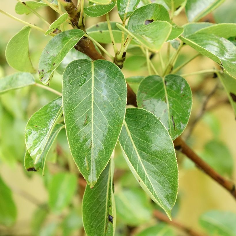 Birnbaum Charneux - Pyrus communis (Foliage)