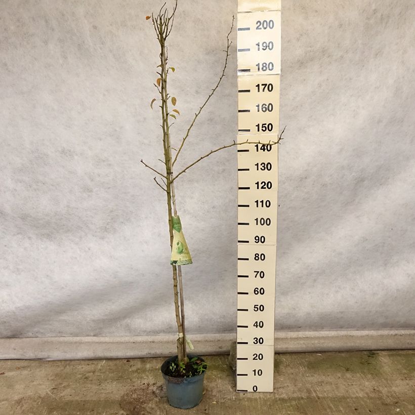 Example of Birnbaum Charneux - Pyrus communis Topf mit 7,5L/10L, Halbstamm as you get in automne