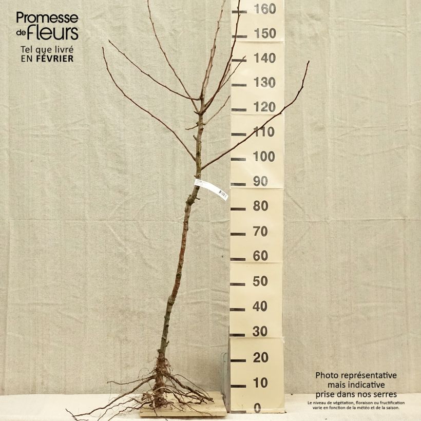 Example of Birnbaum Charneux - Pyrus communis Wurzelnackt, Gobelet-Form as you get in hiver