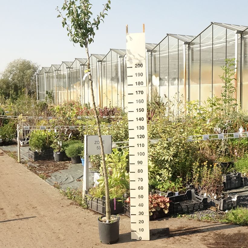 Example of Birnbaum Charneux - Pyrus communis Topf mit 7,5L/10L, Hochstamm as you get in ete